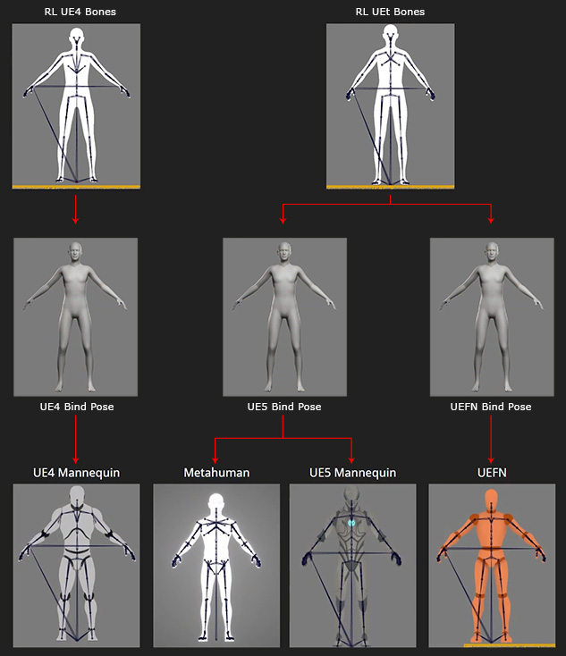 Skeleton Structures Relations between CC and UE Characters